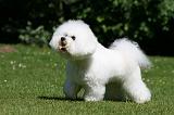 BICHON FRISE 581